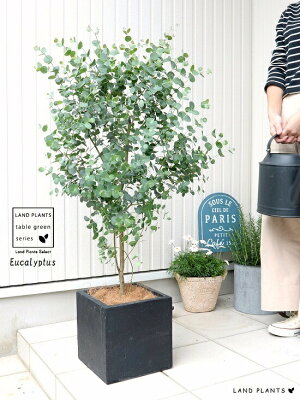 ユーカリの種類ってどれくらい 特徴や見分け方など一覧でご紹介 Botanica ユーカリの種類ってどれくらい 特徴や見分け方など一覧でご紹介 Botanica