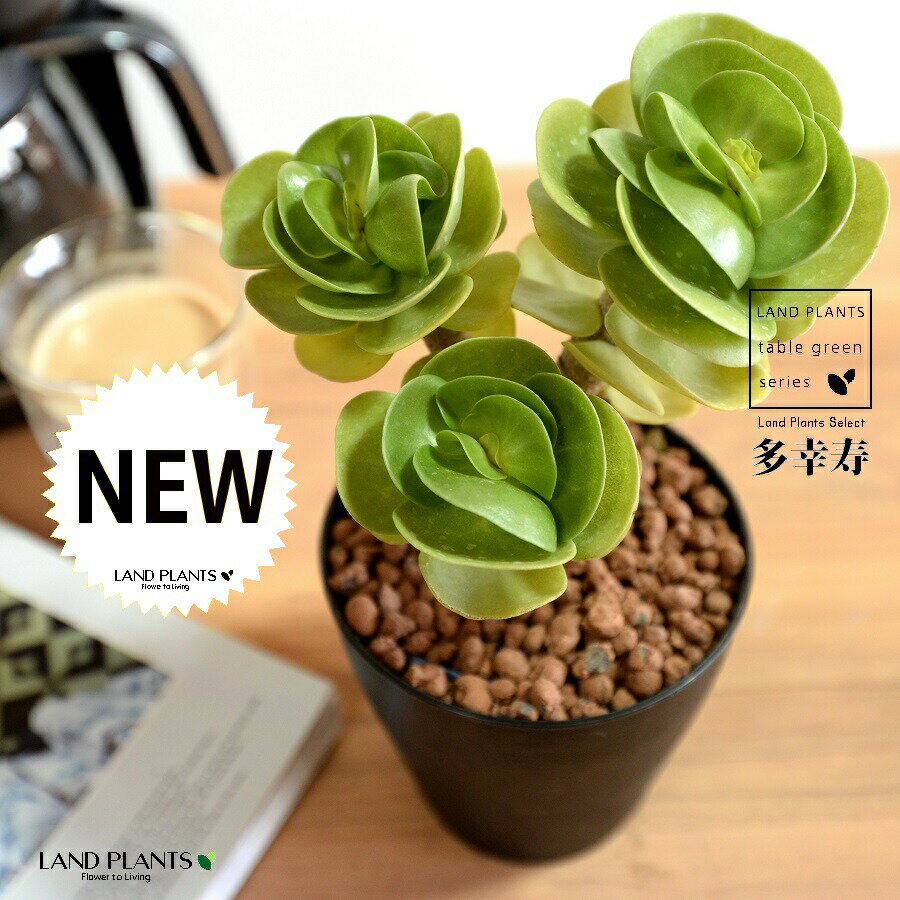 【お試し】 多肉植物 モロキネンシス（多幸寿） 4号 黒色 プラスチック鉢 【ハイドロ】ハワイ原産植物 多肉植物 多肉質 多肉 多幸樹 モロコエンシス モロキニエンシス 植木鉢 鉢 苗 苗木 黒 ブラック 観葉植物