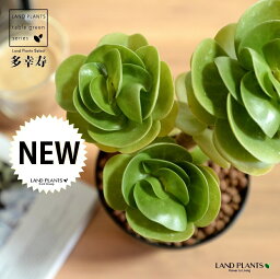 【お試し】 多肉植物 モロキネンシス（多幸寿） 4号 黒色 プラスチック鉢 【ハイドロ】ハワイ原産植物 多肉植物 多肉質 多肉 多幸樹 モロコエンシス モロキニエンシス 植木鉢 鉢 苗 苗木 黒 ブラック 観葉植物