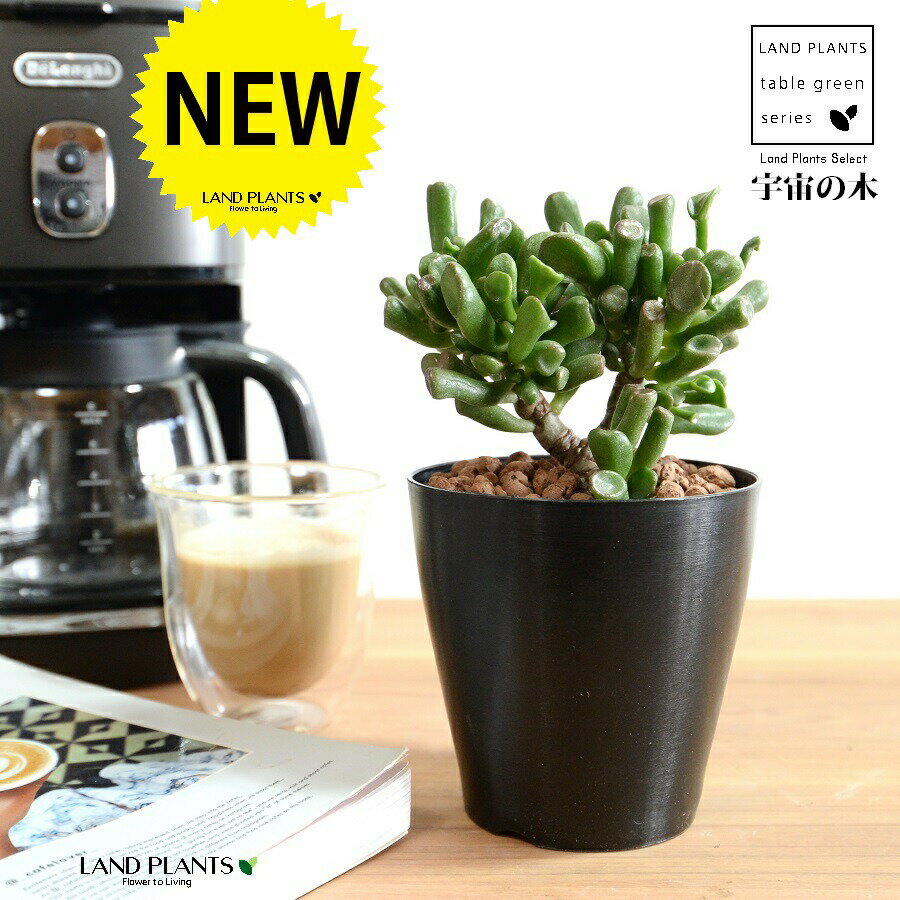 【お試し】 カネノナルキ（ゴーラム：宇宙の木） 4号 黒色 プラスチック鉢 【ハイドロ】金のなる木 花..