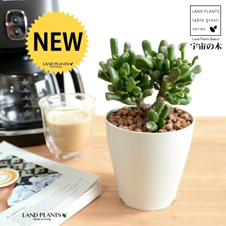 【お試し】 カネノナルキ（ゴーラム：宇宙の木） 4号 白色 プラスチック鉢 【ハイドロ】金のなる木 花月 多肉植物 多肉質 多肉 宇宙の樹 クラッスラ ベンケイソウ 植木鉢 鉢 苗 苗木 白 ホワイト 観葉植物