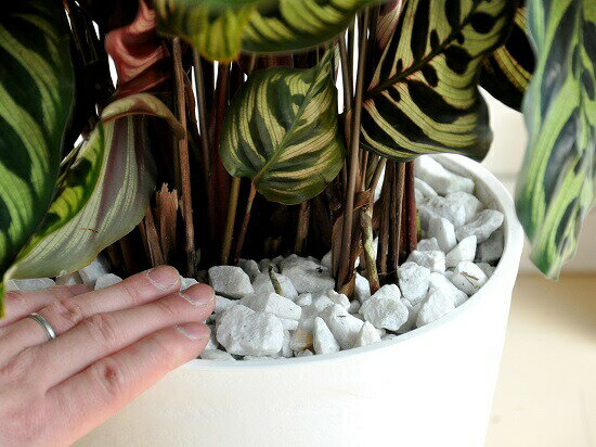 楽天市場 カラテア マコヤナ 白色 セラアート鉢 8号 美しい葉の植物 ゴシキヤバネショウ マコヤーナ カラーリーフ 敬老の日 ポイント消化 観葉植物 ランドプランツ 楽天市場 カラテア マコヤナ 白色 セラアート鉢 8号 美しい葉の植物 ゴシキヤバネショウ マコヤーナ カラーリーフ 敬老の日 ポイント消化 観葉植物 ランドプランツ