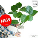 フィカス（ゴム） NEW!!　ウンベラータ　白セラアート　5号鉢に植えた　フィカス・ウンベラータ　ウランベータ　ゴムノキ　ゴムの木　ウンベラーダ　敬老の日　ポイント消化　観葉植物