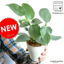 ポトス 【お試し】 フィロデンドロン（シルバーメタル） 白色 プラスチック鉢 4号 ツル性の植物　ポトス　敬老の日　ポイント消化　観葉植物