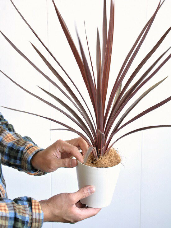 楽天市場 お試し コルディリネ レッドスター 白色 プラスチック鉢 4号 インディビサ 赤ドラセナ コルジリネ カラーリーフ パープルタワー アカドラセナ リュウゼツラン バルコニスト オーストラリス ランドプランツ