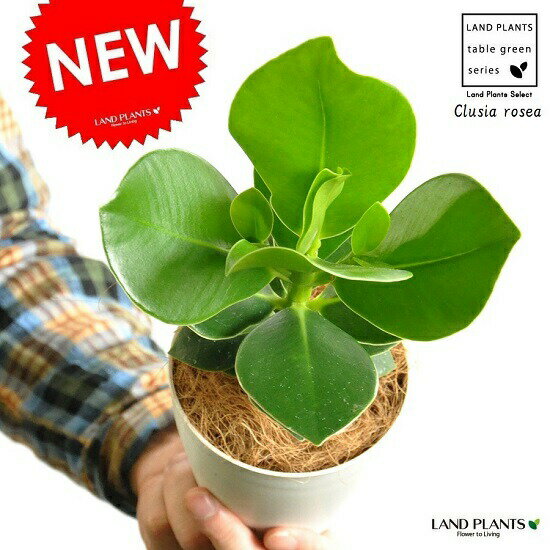 【お試し】 クルシア・ロゼア 4号 白色 プラスチック鉢 肉厚な葉の植物 ギフトに最適ITEMを オトギリソウ クルシアロゼア クルーシャ Clusia rosea【父の日ギフト】 敬老の日 ポイント消化 観…