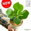【お試し】 クルシア・ロゼア 4号 白色 プラスチック鉢 肉厚な葉の植物♪ ギフトに最適ITEMを♪ オトギリソウ クルシアロゼア クルーシャ Clusia rosea【父の日ギフト】 敬老の日 ポイント消化 観葉植物