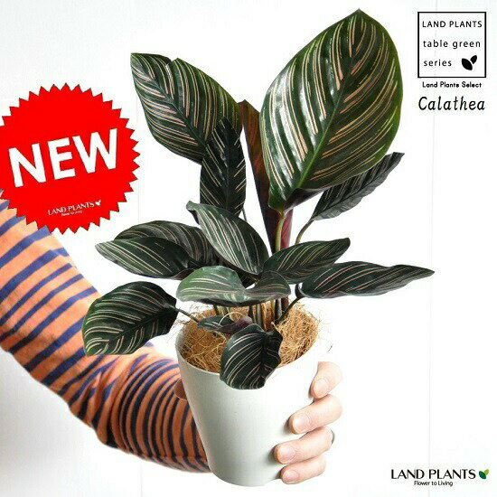  カラテア（サンデリアーナ） 白色プラスチック 4号　オルナータ　Calathea　クズウコン　敬老の日　ポイント消化　観葉植物