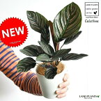 【お試し】 カラテア（サンデリアーナ） 白色プラスチック 4号　オルナータ　Calathea　クズウコン　敬老の日　ポイント消化　観葉植物