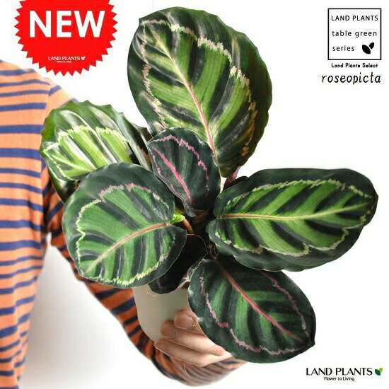  カラテア（ロセオピクタ） 白色 プラスチック鉢 4号 　ロゼオピクタ　ロセオピクタ—　オゼオピクター　Calathea roseopicta クズウコン　敬老の日　ポイント消化　観葉植物