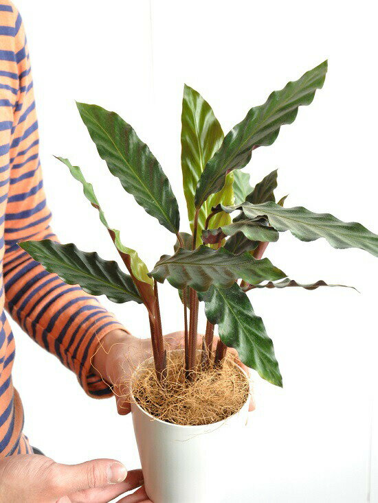 楽天市場 お試し カラテア ルフィバルバ 白色 プラスチック鉢 4号 カラテアルフィバルバ Calathea Rufibarba クズウコン 敬老の日 ポイント消化 観葉植物 ランドプランツ 楽天市場 お試し カラテア ルフィバルバ 白色 プラスチック鉢 4号 カラテアルフィバルバ Calathea Rufibarba クズウコン 敬老の日 ポイント消化 観葉植物 ランドプランツ
