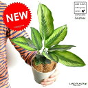  カラテア（ビューティースター） 白色 プラスチック鉢 4号 　ビューティスター　Calathea クズウコン　敬老の日　ポイント消化　観葉植物