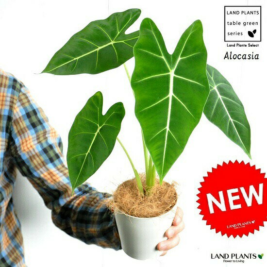 【お試し】 アロカシア（グリーンベルベット） 白色 プラスチック鉢 4号 アローカシアAlocasia　芋・サトイモ・出世芋・アジアングリーン・トトロ・傘・食わず芋・苗・苗木　敬老の日　ポイント消化・グリンベルベット