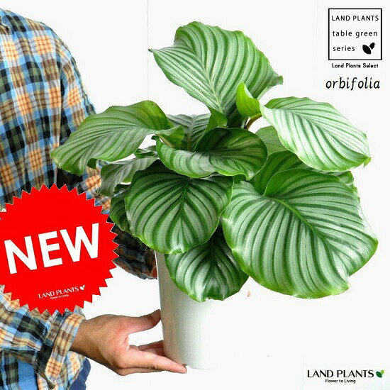 カラテア（オルビフォリア） 6号 白色 プラスチック鉢 （受皿付き）Calathea orbifolia　クズウコン　敬老の日　ポイント消化　観葉植物のサムネイル