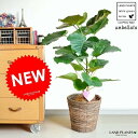 NEW!! ウンベラータ 7号 7点セット 【スタートキット6点+霧吹き】ブラウン鉢カバーセット 【付属品→】 ウンベラタ、鉢カバー、肥料、受皿、ココファイバー、育て方 フィカス・ウンベ ウランベータ・ゴムノキ・ゴムの木・ウンベラーダ