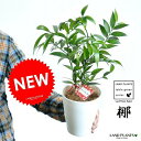 縁結びの木(梛:ナギ) 5号 白色 プラスチック鉢(受皿付き) 熊野三山の御神木 ナギの木 ギフトに最適ITEMを♪ 観葉植物 梛の木 梛ナギ 直虎 送料無料 ポイント消化 なぎの木 敬老の日 ポイント消化 観葉植物