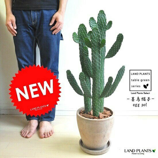 陶器鉢セット 茶色 サボテンらしい形 エッグ型 ウチワサボテン ラウンド陶器鉢 送料無料花 ガーデン Diy ポイント消化 ウチワサボテン スミエボシ 育てやすい品種 バンザイサボテン ポイント消化 送料無料 ランドプランツ サボテン 墨烏帽子 スミエボシ 敬老の日 陶器鉢セット 茶色 サボテンらしい形 エッグ型 ウチワサボテン ラウンド陶器鉢 送料無料花 ガーデン Diy ポイント消化 ウチワサボテン スミエボシ 育てやすい品種 バンザイサボテン ポイント消化 送料無料 ランドプランツ サボテン 墨烏帽子 スミエボシ 敬老の日