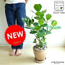 NEW!!　クルシア　ロゼア　茶色エッグ陶器鉢に植えた　Clusia rosea・ブラウンポット　苗・苗木・鉢植え・オトギリソウ　敬老の日・ポイント消化・観葉植物・送料無料