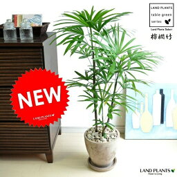 シュロチク 観葉植物 棕櫚竹（シュロチク）　茶色 エッグ型 ラウンド陶器鉢 観棕竹カンシュウチク　ラピス・カンノン竹・棕梠竹・シュロ竹・観音竹・Rhapis humilis　ヤシ科・苗・苗木・ポイント消化　和モダン・敬老の日・ポイント消化・観葉植物・送料無料