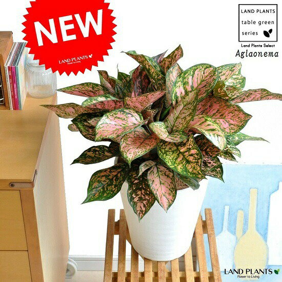 NEW!!　アグラオネマ・バレンタイン　白色セラアート鉢に植えた　アジアの宝石　と呼ばれる赤葉の品種　アグラオネマバレンタイン　カラーリーフ　敬老の日　ポイント消化　観葉植物のサムネイル