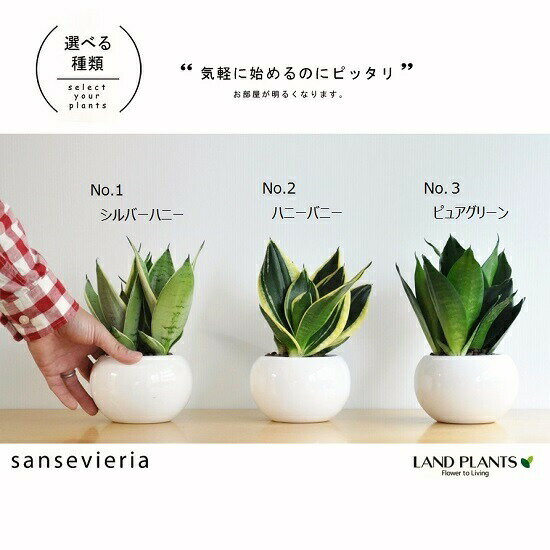 楽天市場 選る3種 サンスベリア 白色 丸型 陶器鉢 ハニーバニー シルバーハニー ピュアグリーン 陶器鉢 鉢植え 鉢 ホワイト サンセベリア トラノオ 虎の尾 観葉植物 送料無料 ランドプランツ