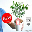 縁結びの木(梛:ナギ) 4号 プラスチック鉢 白色 (ココファイバー) ナギの木 ナギノキ 梛木 熊野三山 神木 鉢 鉢植え 苗 苗木 プラ鉢 4寸 12cm ...
