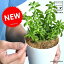 【お試し】 ペペロミア（ニパドラ） 白色 プラスチック鉢 4号 多肉質の植物 Peperomia サダソウ属 佐田草属　観葉植物 鉢植え 鉢 苗 苗木白 ホワイト 丸 ラウンド 送料無料