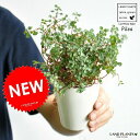 【お試し】 ピレア（グラウカ） 4号 白色 プラスチック鉢 多肉質の植物 Pilea アサバソウ 敬老の日 ポイント消化 観葉植物 多肉植物