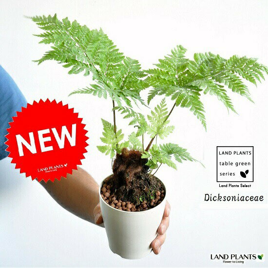 【お試し】 ゴールデンモンキー 4号 白色 プラスチックタカワラビ　ゴールデンチャウチャウ・金毛狗(キンモウコ)・高蕨（タカワラビ）・羊羊歯(ヒツジシダ)　鉢・鉢植え・苗・苗木・シダ・シダ植物・Dicksoniaceae　ポイント消化・観葉植物