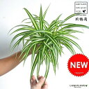 オリヅルラン 【お試し】 オリヅルラン（折鶴蘭） 白色 4号 プラスチック鉢 Chlorophytum comosum・オリズルラン　ポイント消化・観葉植物