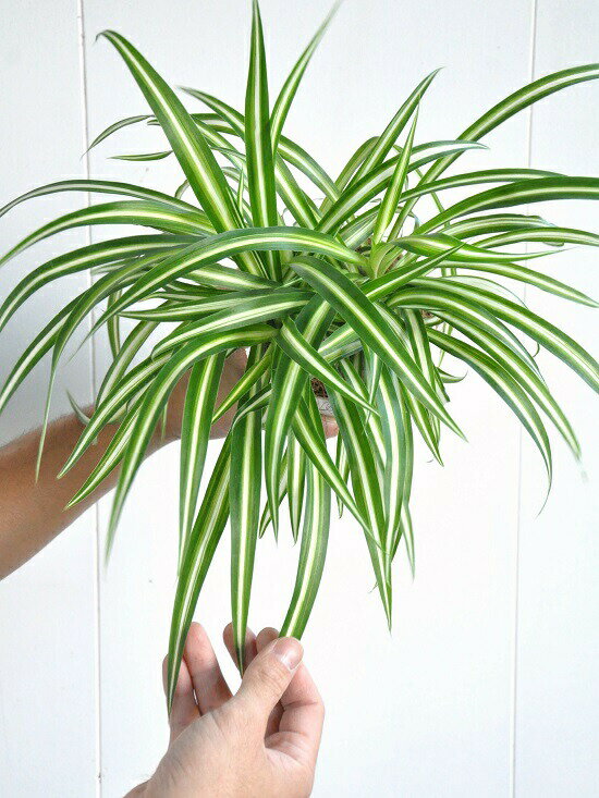 楽天市場 お試し オリヅルラン 折鶴蘭 白色 4号 プラスチック鉢 Chlorophytum Comosum オリズルラン ポイント消化 観葉植物 ランドプランツ 楽天市場 お試し オリヅルラン 折鶴蘭 白色 4号 プラスチック鉢 Chlorophytum Comosum オリズルラン ポイント消化 観葉植物 ランドプランツ