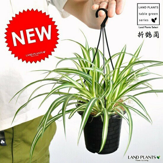 オリヅルラン 【お試し】 オリヅルラン（折鶴蘭） 黒色 プラスチック製 吊り鉢 Chlorophytum comosum・オリズルラン　ポイント消化・観葉植物