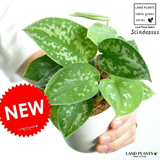 ポトス 【お試し】スキンダプサス（シラフカズラ） 3号 白色 プラスチック鉢 Scindapsus pictus・ツル性の植物　ピクタス・ポトス・ポイント消化　観葉植物