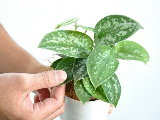 楽天市場 お試し スキンダプサス シラフカズラ 3号 白色 プラスチック鉢 Scindapsus Pictus ツル性の植物 ピクタス ポトス ポイント消化 観葉植物 ランドプランツ