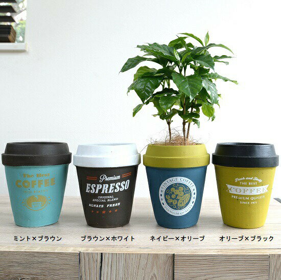 楽天市場 8カラー コーヒーの木 コーヒーカップ型 陶器鉢 Mサイズ チルドカップコーヒーノキ 3号 4号 植木鉢 底穴あり フラワーポット 白 黒 青 オレンジ ミント ネイビー グリーン ランドプランツ 楽天市場 8カラー コーヒーの木 コーヒーカップ型 陶器鉢 Mサイズ チルドカップコーヒーノキ 3号 4号 植木鉢 底穴あり フラワーポット 白 黒 青 オレンジ ミント ネイビー グリーン ランドプランツ