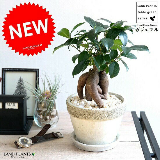 ガジュマル（幹太タイプ） 石模様のセメント ポット Mサイズ 陶器鉢 幸福をもたらす 多幸の樹 精霊 がじゅまるの木 人参鉢植え 鉢 苗 苗木 灰 グレー コンクリート 丸 観葉植物