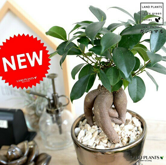 ガジュマル （幹太） クレータ加工 釉薬陶器鉢 （GOLD） 幸福をもたらす 多幸の樹 精霊 がじゅまるの木..