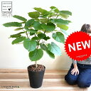 当店一番人気の観葉植物・ハートの形の可愛い葉っぱが特徴です。結婚8周年 結婚記念日 ゴム婚式