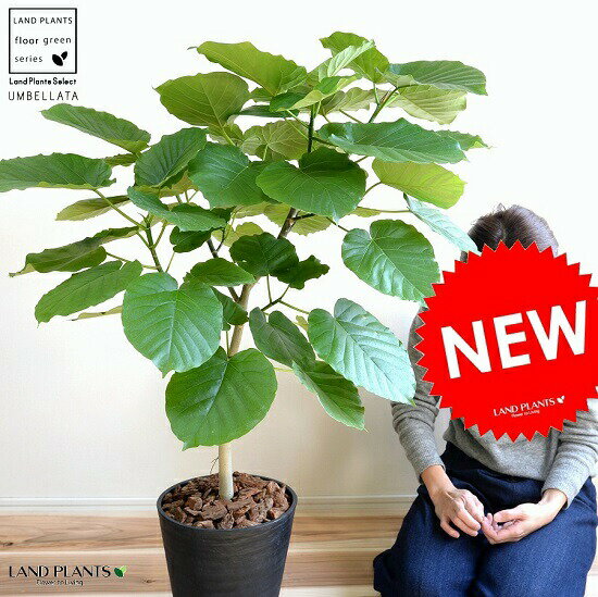 本物品質の ウンベラータ 自然樹形 8号 セラアート鉢 ブラック セラアート鉢 鉢植え大型 観葉植物 自然樹形 ギフト配送可 黒 8号鉢 送料無料 黒 ブラック 丸 テンピュール A61a68fd Region Rif Com 本物品質の ウンベラータ 自然樹形 8号 セラアート鉢 ブラック セラアート鉢 鉢植え大型 観葉植物 自然樹形 ギフト配送可 黒 8号鉢 送料無料 黒 ブラック 丸 テンピュール A61a68fd Region Rif Com