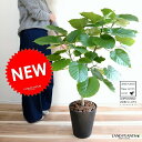 当店一番人気の観葉植物・ハートの形の可愛い葉っぱが特徴です。結婚8周年 結婚記念日 ゴム婚式