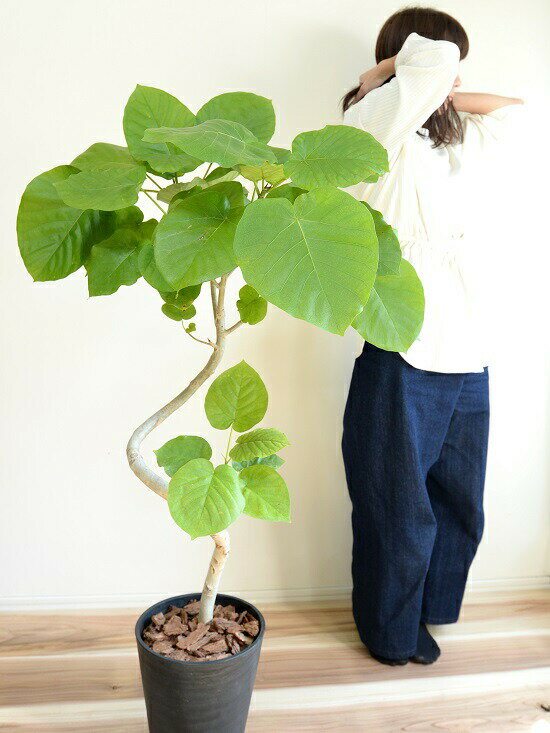 丸 観葉植物 日傘の木 3dカーブ 苗木 花 観葉植物 ゴムの木 曲がり 黒色 ゴム 8号 プラ鉢 高品質プラスチック鉢 苗 ブラック 送料無料 黒 大型 セラアート鉢 プラスチック ランドプランツ 苗木 鉢 こだわりの曲がり樹形 鉢植え ウンベラータ 観葉植物 丸 観葉植物 日傘の木 3dカーブ 苗木 花 観葉植物 ゴムの木 曲がり 黒色 ゴム 8号 プラ鉢 高品質プラスチック鉢 苗 ブラック 送料無料 黒 大型 セラアート鉢 プラスチック ランドプランツ 苗木 鉢 こだわりの曲がり樹形 鉢植え ウンベラータ 観葉植物