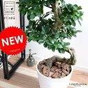 KW} iȂ~́j F ZA[g 8 A ܂ ^ 藳   zCg  ϗtA  bonsai