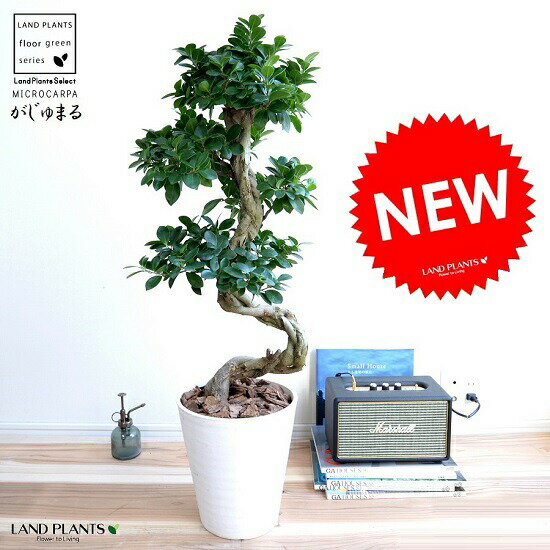 ޥ ʶʤߺϡ  饢ȭ 8 ȭ ޤ 緿 ε ȭ  ۥ磻  տʪ ̵ bonsai