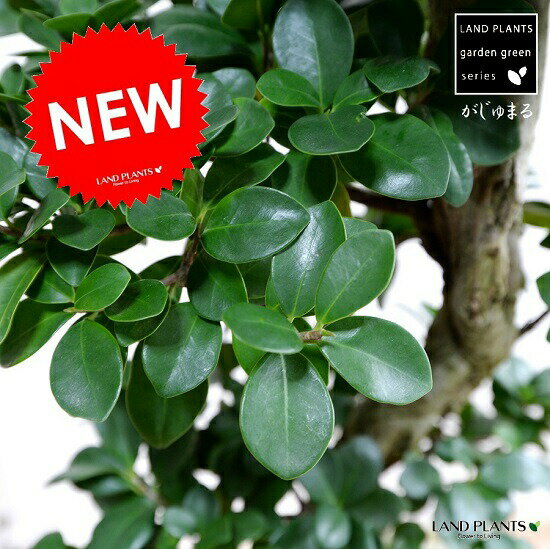 ガジュマル （曲がり盆栽） 黒色 セラアート鉢 8号 鉢植え がじゅまる 大型 昇り竜 鉢 黒 ブラック 丸 観葉植物 送料無料 bonsai