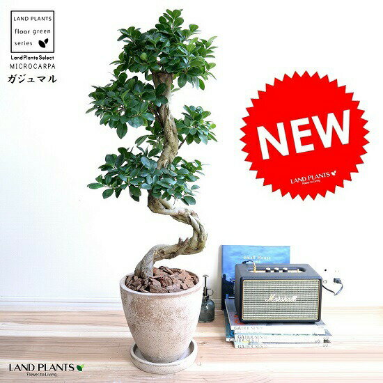 ガジュマル （曲がり盆栽） エッグ型 ラウンド 陶器鉢 茶色 鉢植え 陶器 がじゅまる 大型 昇り竜 鉢 茶 ブラウン ベージュ 砂色 丸 観葉植物 送料無料 bonsai