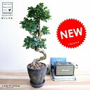 ガジュマル （曲がり盆栽） エッグ型 ラウンド 陶器鉢 黒色 鉢植え 陶器 がじゅまる 大型 昇り竜 鉢 黒 ブラック 砂色 丸 観葉植物 送料無料 bonsai