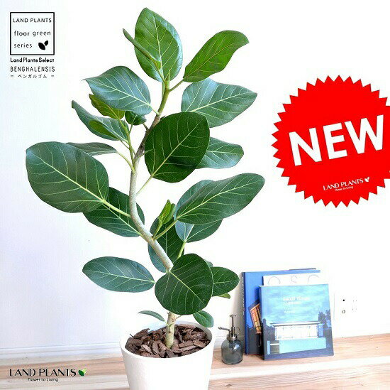 定番の冬ギフト ベンガルゴム S字曲がり 丸い葉 緩やかな 観葉植物 緩やかカーブ ベンガルゴムの木 セラアート鉢 曲げ仕立ての 竜 ベンガレンシス 8号 大型 白色 竜 鉢植え ゴム ゴムの木 べンガルボダイジュ 白 ホワイト 丸 観葉植物 丸い葉 送料無料 Banyan