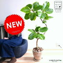 アルテシーマ 3Dカーブ (曲がり) エッグ型 ラウンド 陶器鉢 (茶色) 鉢植え 大型 斑入り ゴム ゴムの木 葉模様 茶 ブラウン ベージュ 丸 観葉植物 ...