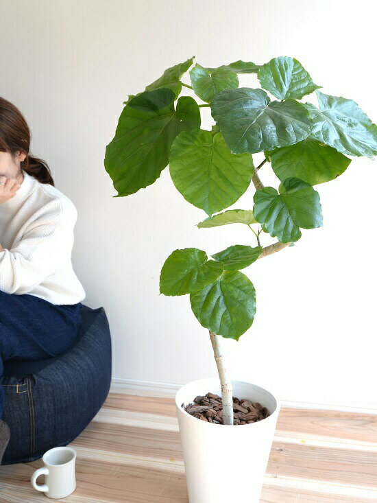 白色 鉢植え 3dカーブ こだわりの曲がり樹形 フィカスウンベラータ 鉢 苗 8号 セラアート鉢 送料無料 ホワイト 鉢植え ウンベラータ 3dカーブ曲がり 鉢 大型 苗 苗木 観葉植物 白 ラウンド 曲げ らせん ランドプランツ 白色 鉢植え 3dカーブ こだわりの曲がり樹形 フィカスウンベラータ 鉢 苗 8号 セラアート鉢 送料無料 ホワイト 鉢植え ウンベラータ 3dカーブ曲がり 鉢 大型 苗 苗木 観葉植物 白 ラウンド 曲げ らせん ランドプランツ