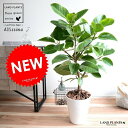 アルテシーマ (自然樹形) 白色 セラアート鉢 8号 鉢植え 大型 斑入り ゴム ゴムの木 葉模様 白 ホワイト 丸 観葉植物 丸い葉 送料無料